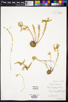 Sedum pulchellum image