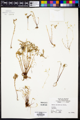 Sedum pulchellum image