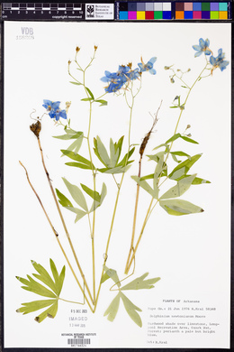 Delphinium newtonianum image