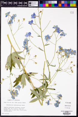 Delphinium newtonianum image