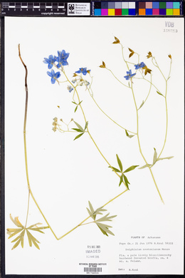 Delphinium newtonianum image