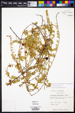 Vaccinium macrocarpon image