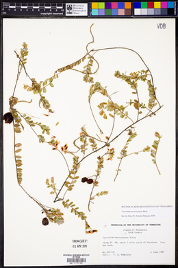 Vaccinium macrocarpon image