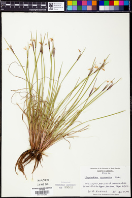 Sisyrinchium mucronatum image