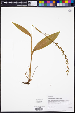 Platanthera flava image