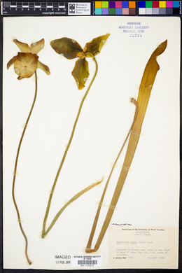 Sarracenia alata image