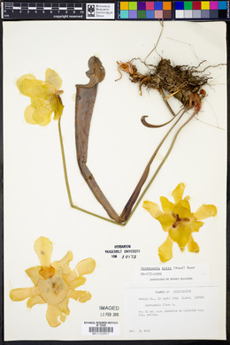Sarracenia alata image