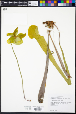 Sarracenia alata image