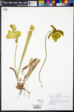 Sarracenia alata image