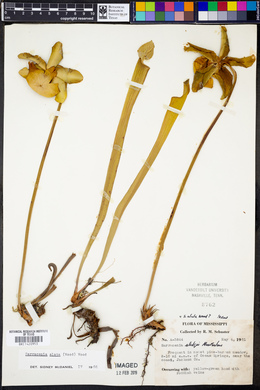 Sarracenia alata image
