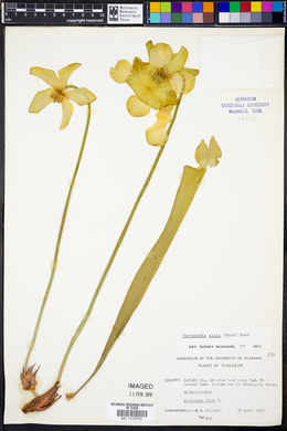 Sarracenia alata image