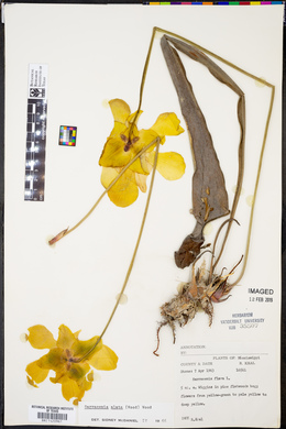 Sarracenia alata image