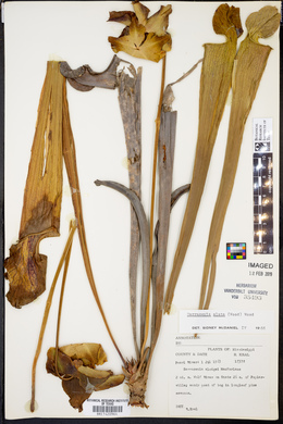 Sarracenia alata image