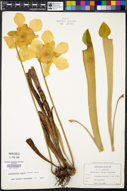 Sarracenia alata image