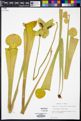 Sarracenia alata image