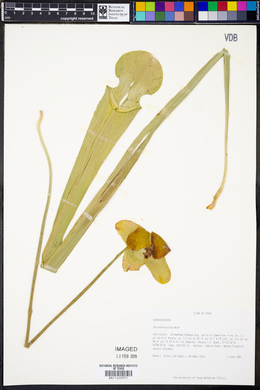 Sarracenia alata image