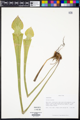 Sarracenia alata image