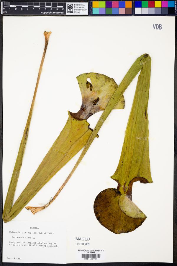 Sarracenia flava image