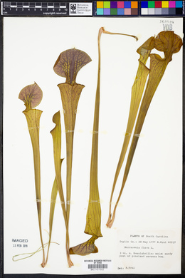 Sarracenia flava image