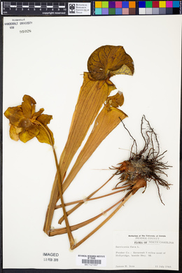 Sarracenia flava image