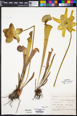 Sarracenia flava image