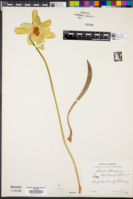 Sarracenia flava image