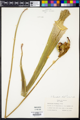 Sarracenia leucophylla image