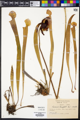 Sarracenia leucophylla image