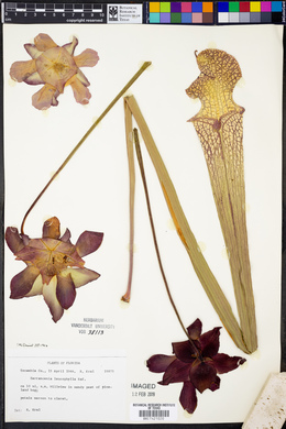 Sarracenia leucophylla image