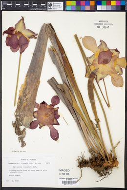 Sarracenia leucophylla image