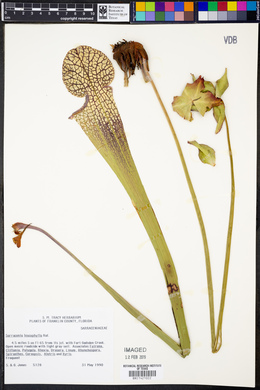 Sarracenia leucophylla image