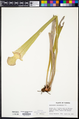 Sarracenia leucophylla image