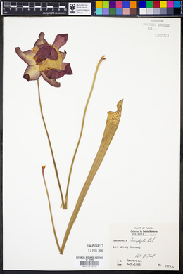 Sarracenia leucophylla image