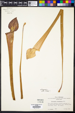 Sarracenia leucophylla image