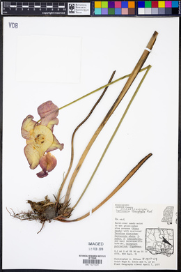 Sarracenia leucophylla image