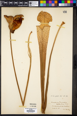 Sarracenia leucophylla image