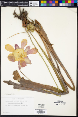 Sarracenia leucophylla image