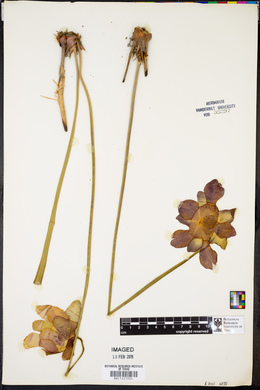 Sarracenia leucophylla image