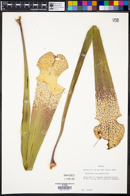 Sarracenia leucophylla image