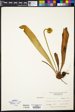 Sarracenia minor image