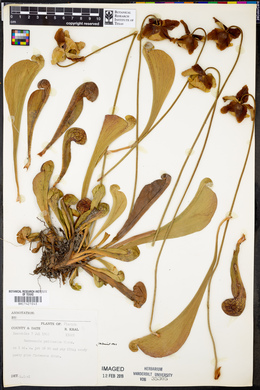 Sarracenia psittacina image