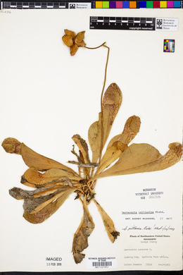 Sarracenia psittacina image