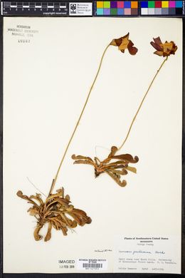 Sarracenia psittacina image