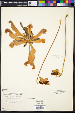 Sarracenia psittacina image