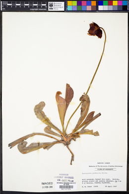 Sarracenia psittacina image