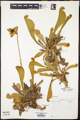 Sarracenia psittacina image