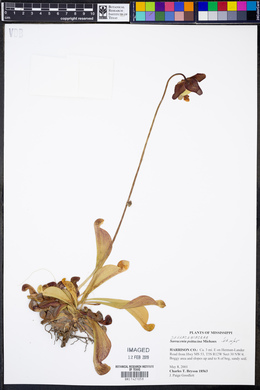 Sarracenia psittacina image