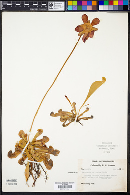 Sarracenia psittacina image