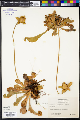 Sarracenia psittacina image