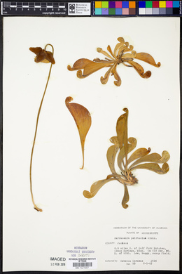 Sarracenia psittacina image